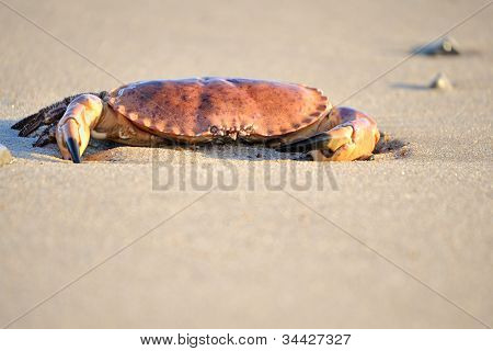 Krab na pláži