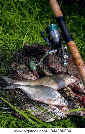 Two Freshwater White Bream Or Silver Bream On Keepnet With Bronze Breams Or Carp Breams On Green Gra