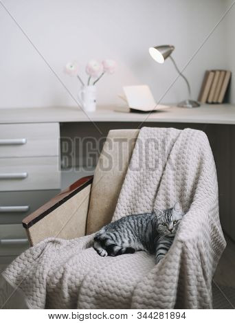 Home Pet Cute Kitten Cat Lying In The Chair With Funny Looking Close Up Photo. Cute Scottish Straigh