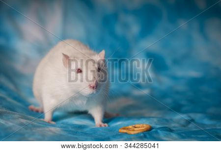 White Hand Rat On Blue Drapery And Cookies