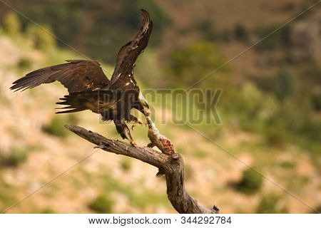 Spanish Imperial Eagle (aquila Adalberti), Also Known As The Iberian Imperial Eagle, Spanish Or Adal