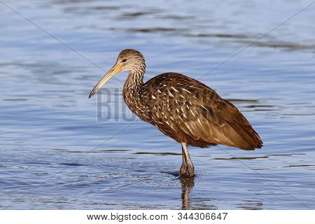 A Limpkin, Aramus Guarauna Standing In Calm Water In A Florida Bay