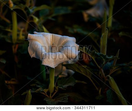 Datura Flower And Bee In The Golden Light:  Close-up View Of White Datura Ie, Centered, With Leaves,
