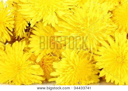 Löwenzahn Blumen-Nahaufnahme