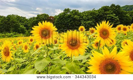 Sannokura Highlands Sunflower Fields In Summer Season Sunny Day. Kitakata City, Fukushima Prefecture