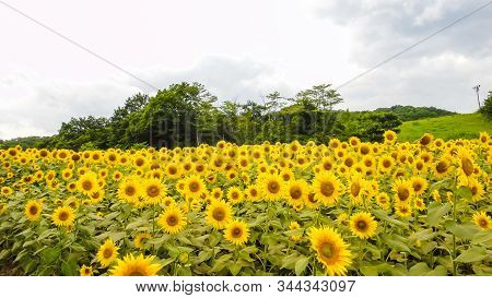 Sannokura Highlands Sunflower Fields In Summer Season Sunny Day. Kitakata City, Fukushima Prefecture