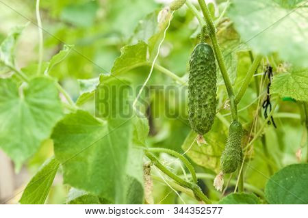 Close-up Of Cucumbers In A Greenhouse. Cucumbers Grow And Place For Text. Natural Texture Of Cucumbe