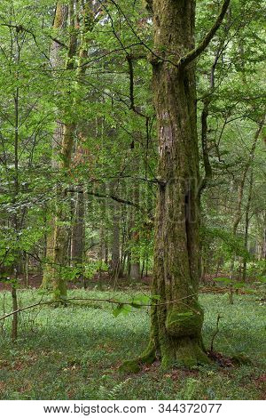 Rich Deciduous Stand With Old Hornbeam Tree