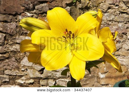 Flor de lírio amarelo