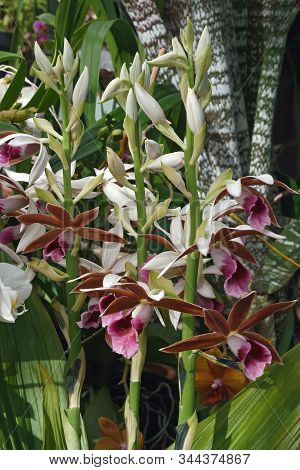 Greater Swamp-orchid Flowers.