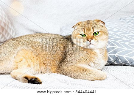 Scottish Fold Red-haired Apricot Ticked Cat Lies On A Gray Bedspread Surrounded By Pillows. Cozy Hou