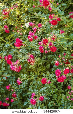 Natural Floral Background. Climbing Roses Of The Old Excelsa Variety. Small Red Flowers On A Backgro