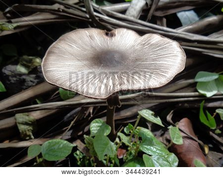 Deadly Webcap Cortinarius Rubellus Poisonous Mushroom In The Nature