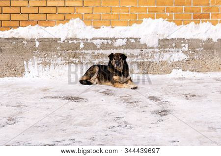 Sterilized Street Dog With A Veterinary Service Label On His Ear Lies In The Snow Against A Wall Out