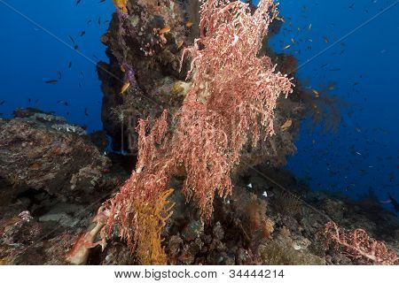 Chironephthya variabilis no mar vermelho.
