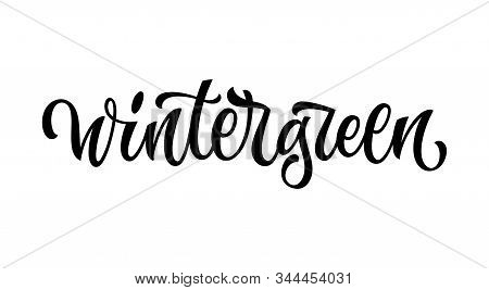 Wintergreen - Vector Hand Drawn Calligraphy Style Lettering Word. Isolated Script Spice Text Label. 