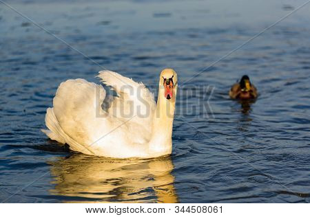 White Swan On Lake Background. Wildlife In Austria. Dam On River Mur In Gralla, Stausee