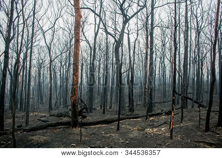Australian Bushfire Aftermath: Burnt Eucalyptus Trees Suffered From Firestorm