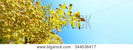 Autumn Countryside Landscape. Autumn Yellow Leaves With Blue Sky. Hello Autumn Concept. Beautiful Da