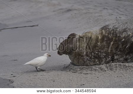 Pale-faced Sheathbill (chionis Albus) Picking Bits Of Flesh From The Battle Damaged Head Of A Male S
