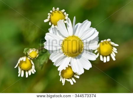 Photos Of White Daisies Growing Spontaneously In Nature