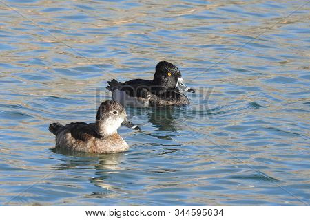 A Pair Of Ring-necked Ducks, Male And Female, Swimming In A Lagoon In Dead Horse Ranch State Park, C
