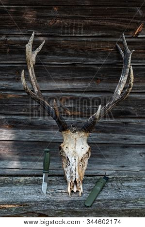 Big Horns. Horns Of A Large Adult Deer. Vertical Frame.