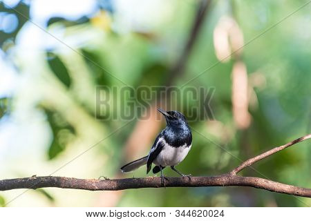 Bird (oriental Magpie-robin) In A Nature Wild