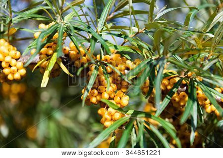 Hippophae Is A Genus Of Sea Buckthorns, Deciduous Shrubs In The Family Elaeagnaceae. It Is Also Refe