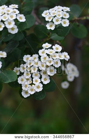 Spirea Flowers - Latin Name - Spiraea Nipponica