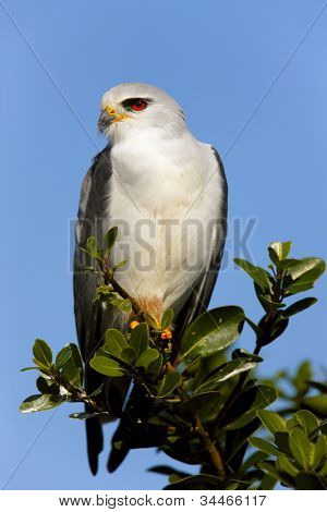 Sort bredskuldret glente - Elanus caeruleus