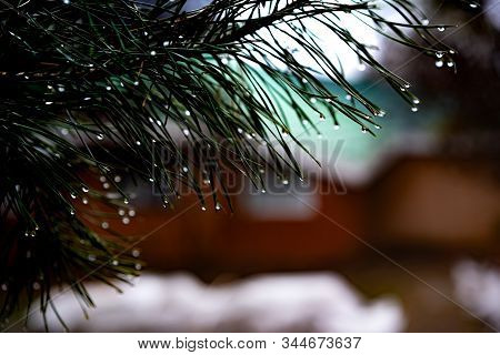 Pine Branch With Raindrops In Autumn Evening Garden