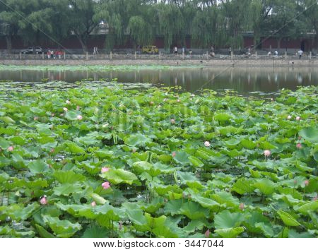 Flores de Beijing