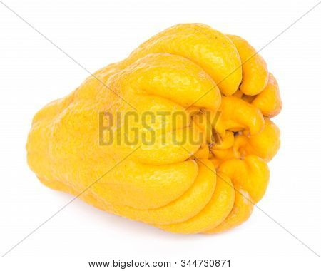 Studio Shot Single Bright Yellow Fingered Citron Buddha Hand Citrus Isolated On White