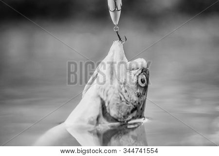 Fish In Trap Close Up. Fishing Equipment. Fish Open Mouth Hang On Hook. Bait Spoon Line Fishing Acce