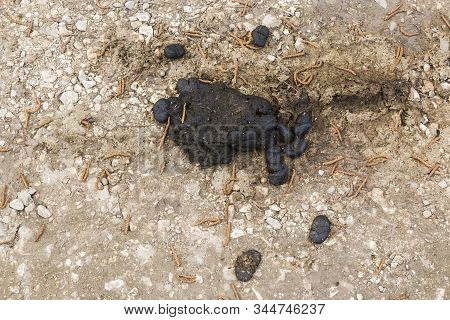 Natural Fertilizer Pile Of Horse Manure On A Sandy Ground. Fresh And Smelly Horse Manure Droppings O