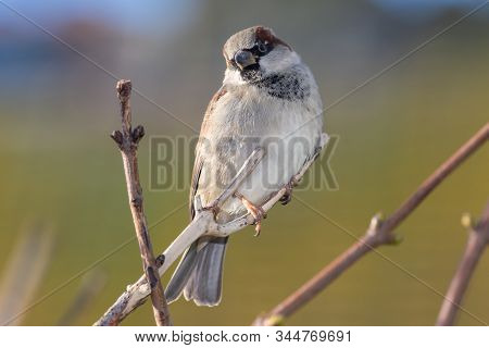 Portrait Of A House Sparrow (passer Domesticus) Perching On A Branch.