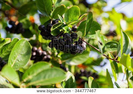 Closeup Berries And Leaves Of Chokeberry Or Aronia Bush In The Garden.