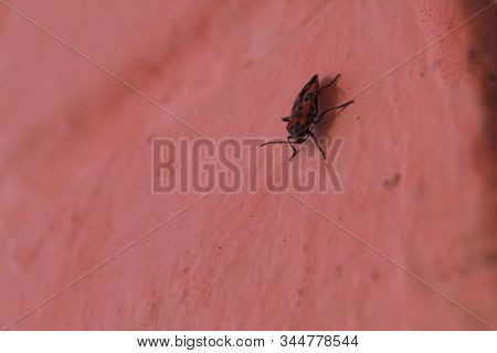 Redbug On Pink Wall Closeup With Blurred Background.