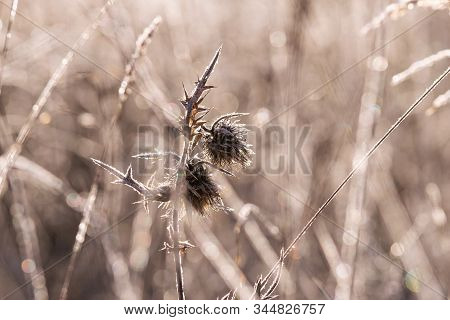 Close Up Of Meadow In Winter Sunrise Nature Background. Nature Background Of Meadow Flowers In Sunri