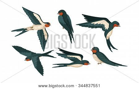 Barn Swallow With Long Tail And Sharp Wings Vector Set