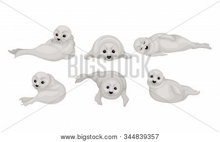 White Playful Fur Seal Lying And Rolling Vector Illustrations Set