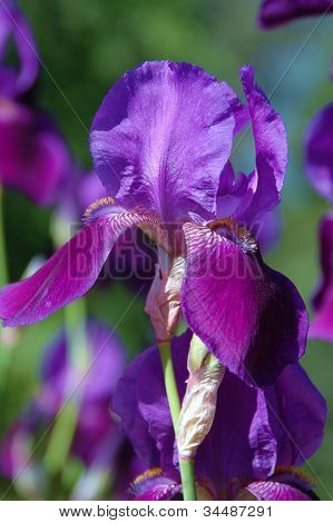 Deep Purple Iris