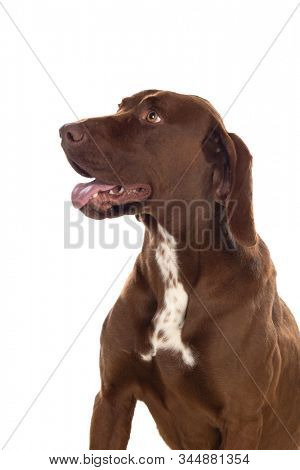 Beautiful Brown Braco German Shorthair isolated on a white background