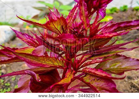 Blood Amaranth. Amaranthus Paniculatus In Garden. Nature.