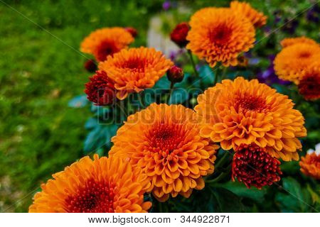 Close Up Yellow Marigold In Mome Garden With Nature Vivid Color.