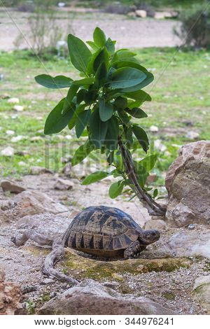 Older Big Turtle Living In The Nature, Under A Fresh Plant With Many Leaves. Meadow In The Backgroun