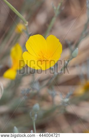 Yellow Flowering Cyme Of Sunlight Poppy, Eschscholzia Californica, Papaveraceae, Native Perennial He
