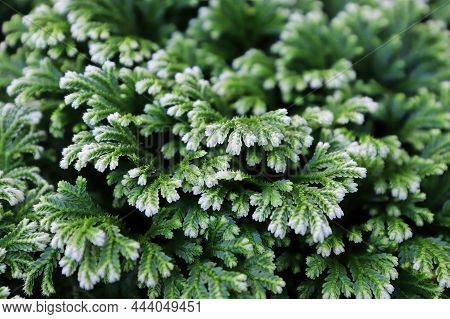 Closeup Of The Variegated Tips On A Frosted Tip Fern