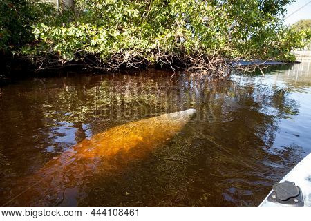 West Indian Manatee Trichechus Manatus In Southwest Florida As It Floats Slowly Through A Riverway I